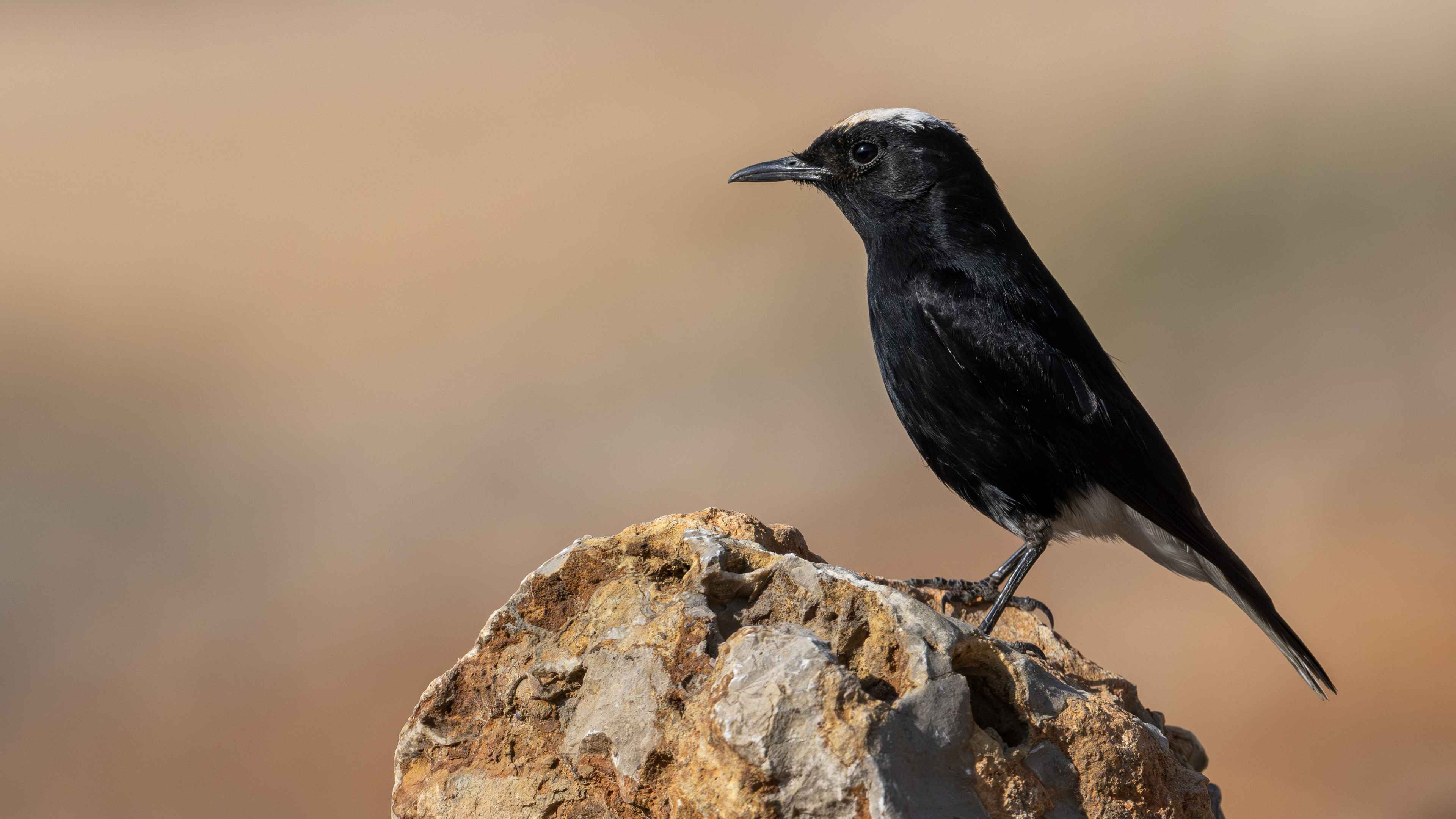 White-crowned Wheatear
